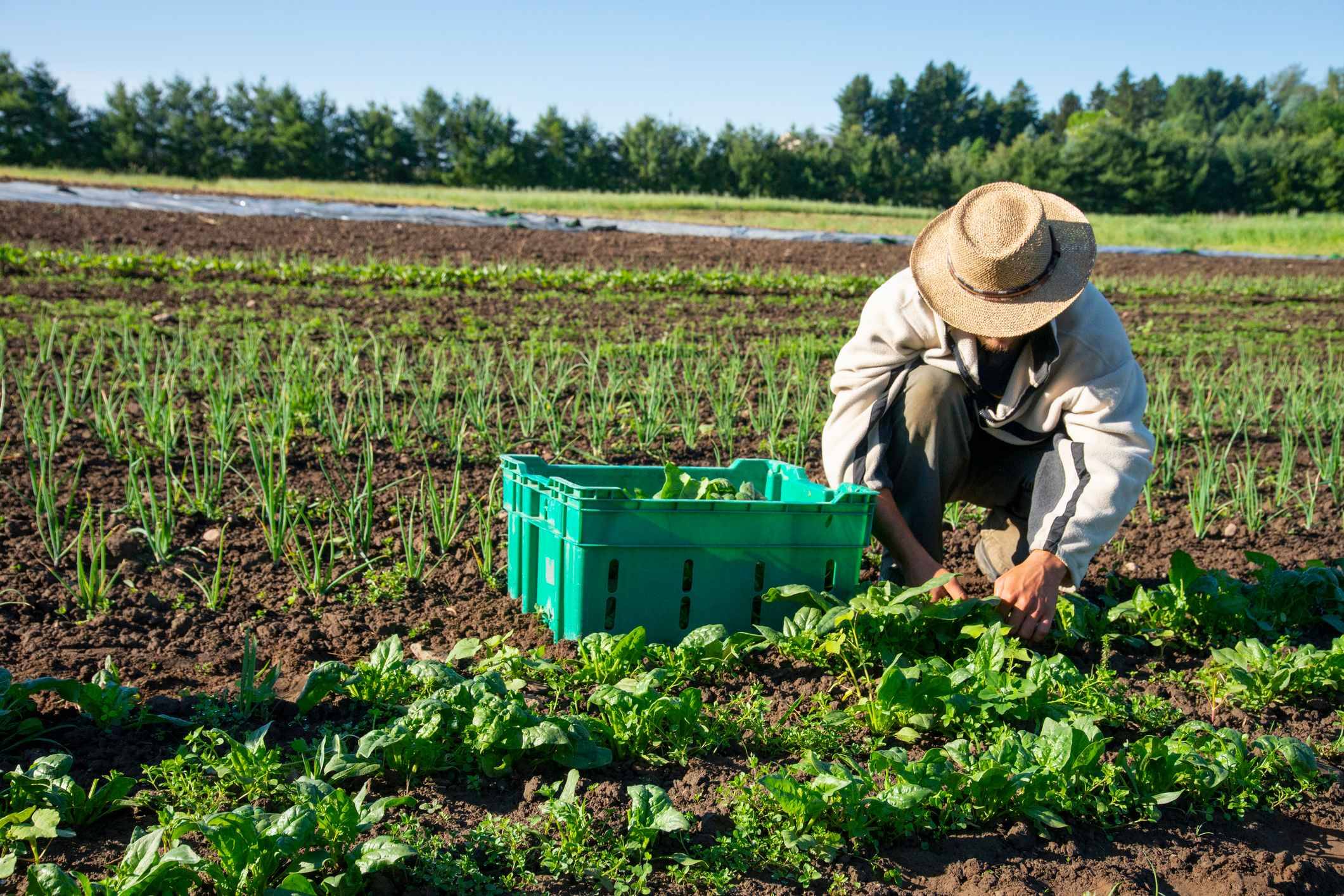 Agricoltori e contributi, più luce sulle attività “sospese”